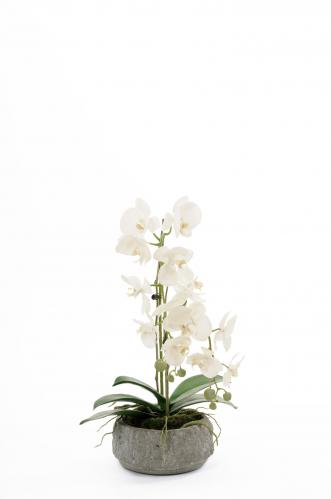 Phalaenopsis i kruka- 2 st - Vit - 55 cm - www.frokenfraken.se