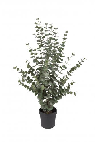 Eucalyptus - 110 cm - www.frokenfraken.se