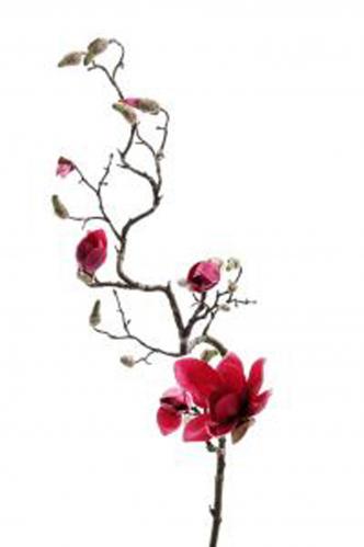 Magnolia - Rosa - 135 cm - www.frokenfraken.se