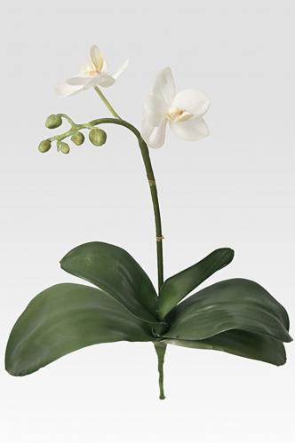 Phalaenopsis - Vit - 35 cm - www.frokenfraken.se