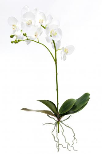 Phalaenopsis - Vit - 80 cm - www.frokenfraken.se