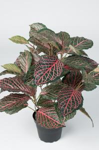 Fittonia - Grön - 40 cm - www.frokenfraken.se