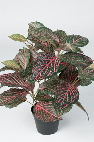 Fittonia - Grn - 40 cm - www.frokenfraken.se