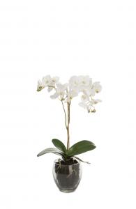Phalaenopsis - Vit - 65 cm - www.frokenfraken.se