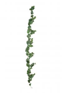 Peperomia girlang - Grön - 180 cm - www.frokenfraken.se