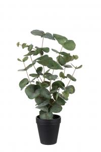 Eucalyptus - Grön - 55 cm - www.frokenfraken.se