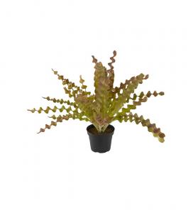 Asplenium - Flerfärgad - 34 cm - www.frokenfraken.se