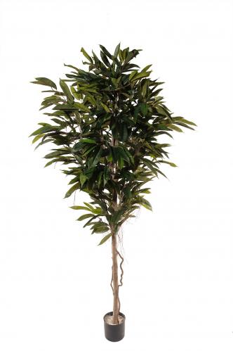 Longifolia - - 200 cm - www.frokenfraken.se