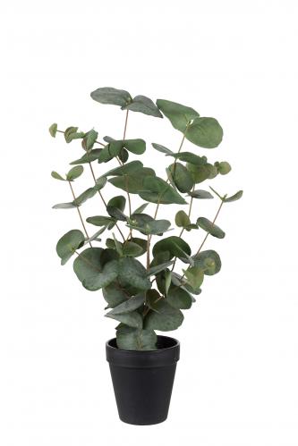 Eucalyptus - Grön - 55 cm - www.frokenfraken.se