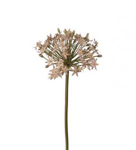 Allium - Lila - 50 cm - www.frokenfraken.se