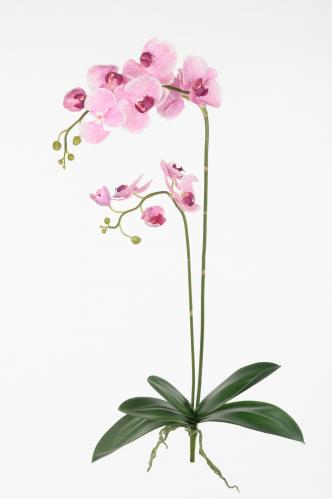 Phalaenopsis - Lila - 107 cm - www.frokenfraken.se