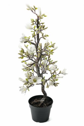 Magnolia med is - 85 cm - www.frokenfraken.se