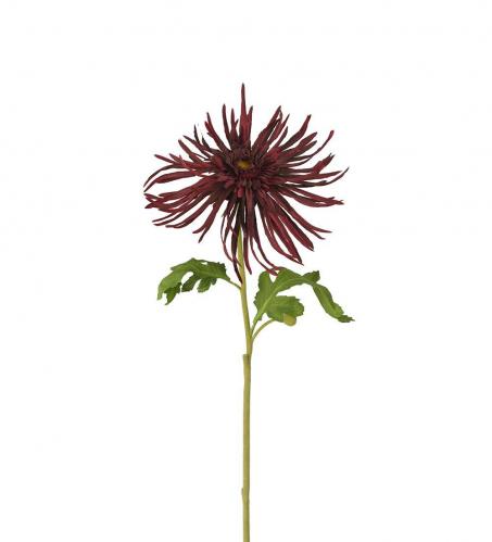 Chrysanthemum - Burgundy - 60 cm - www.frokenfraken.se