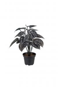 Silverranka - Svart - 25 cm - www.frokenfraken.se