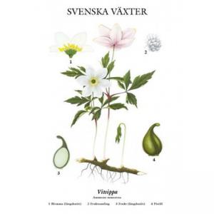 Skolplansch - Vitsippa - www.frokenfraken.se