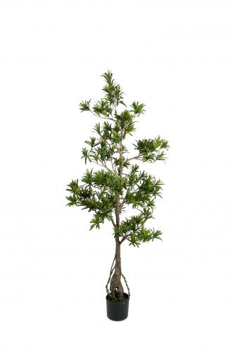 Podocarpus - 150 cm - www.frokenfraken.se