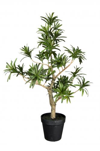 Podocarpus - Gul - 50 cm - www.frokenfraken.se
