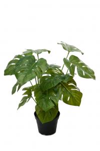 Monstera - Grön - 30 cm - www.frokenfraken.se