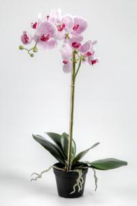 Phalaenopsis - Lila - 55 cm - www.frokenfraken.se