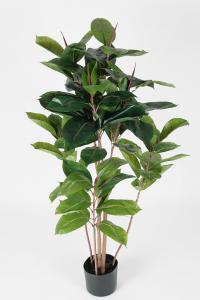 Fikus Robusta - - 120 cm - www.frokenfraken.se
