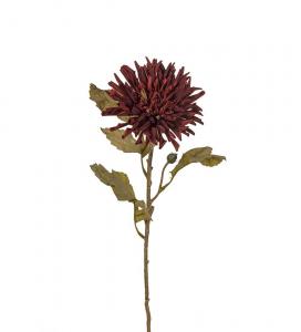 Chrysanthemum - Burgundy - 60 cm - www.frokenfraken.se