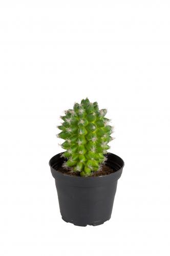 Kaktus - Grn - 13 cm - www.frokenfraken.se