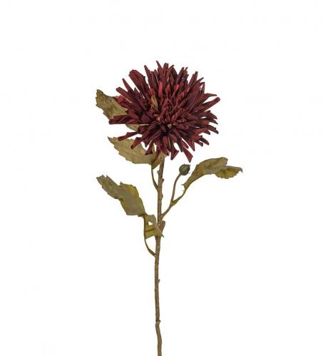 Chrysanthemum - Burgundy - 60 cm - www.frokenfraken.se