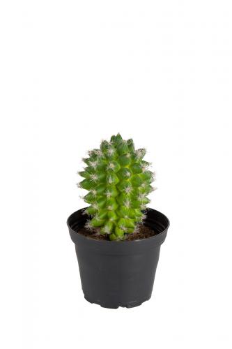 Kaktus - Grön - 13 cm - www.frokenfraken.se