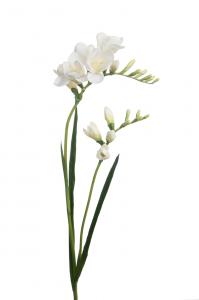 Freesia - Vit - 75 cm - www.frokenfraken.se