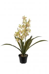 Cymbidium - Grön - 45 cm - www.frokenfraken.se