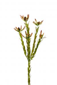 Safari - Grön - 65 cm - www.frokenfraken.se
