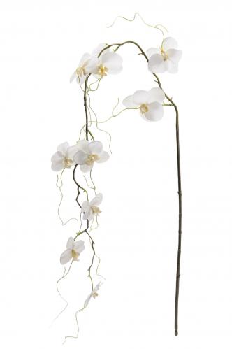 Phalaenopsis - Vit - 120 cm - www.frokenfraken.se