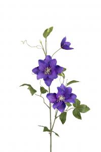 Clematis - Blå - 85 cm - www.frokenfraken.se