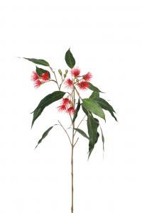 Eucalyptus - 90 cm - www.frokenfraken.se