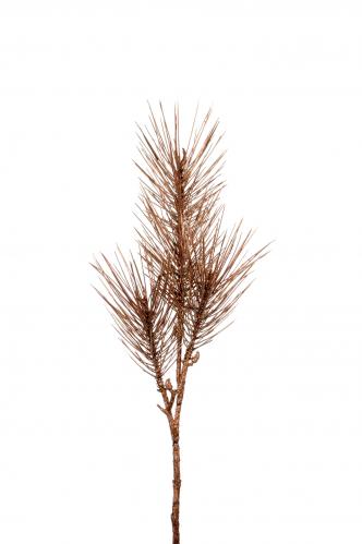 Tall - Guld - 65 cm - www.frokenfraken.se