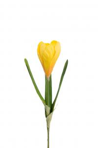 Crocus - Gul - 22 cm - www.frokenfraken.se