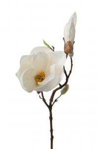 Magnolia - Vit - 40 cm - www.frokenfraken.se
