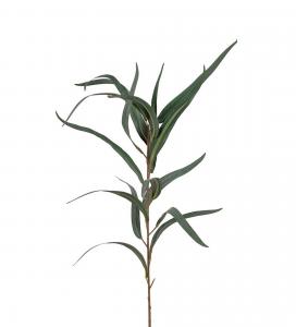 Eucalyptus - Grön - 60 cm - www.frokenfraken.se