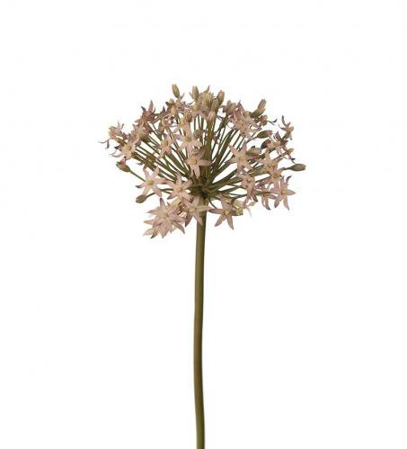 Allium - Lila - 50 cm - www.frokenfraken.se