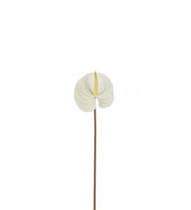 Anthurium - Vit - 70 cm - www.frokenfraken.se