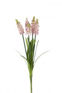 Pärlhyacint - Rosa - 30 cm - www.frokenfraken.se