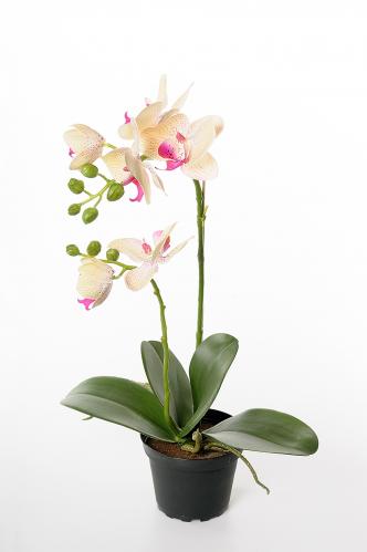 Phalaenopsis - Gul - 45 cm - www.frokenfraken.se