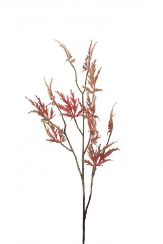 Japansk Lönn - - 95 cm - www.frokenfraken.se