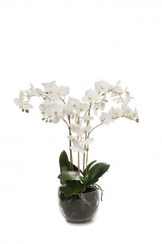 Phalaenopsis - Vit - 70 cm - www.frokenfraken.se