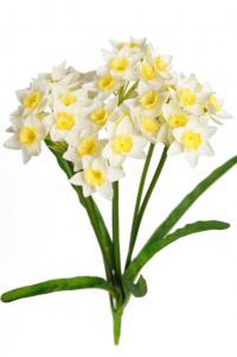 Narciss - Gul - 43 cm - www.frokenfraken.se