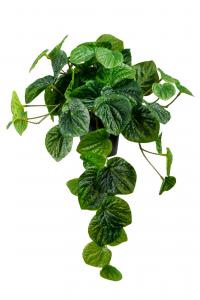 Peperomia - Grön - 25 cm - www.frokenfraken.se