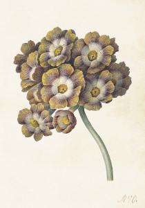 Poster - Primula - 35 x 50 cm - www.frokenfraken.se