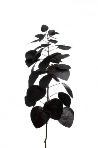 Cotinus - 60 cm - www.frokenfraken.se