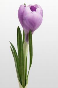 Crocus - Lila - 20 cm - www.frokenfraken.se