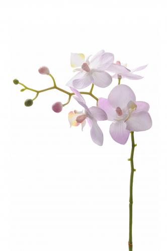 Phalaenopsis - Rosa - 28 cm - www.frokenfraken.se